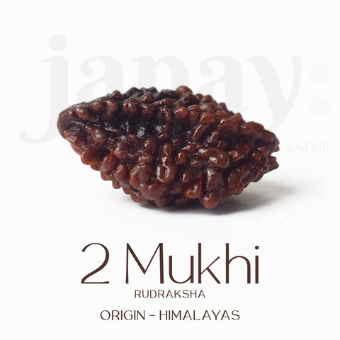 Certified 2 Mukhi Natural Rudraksha Bead β Brown, naturally grooved surface, spiritual seed used for harmony and relationship healing. Indiaβs Largest Pooja Accessories Brand - www.satvikstore.in