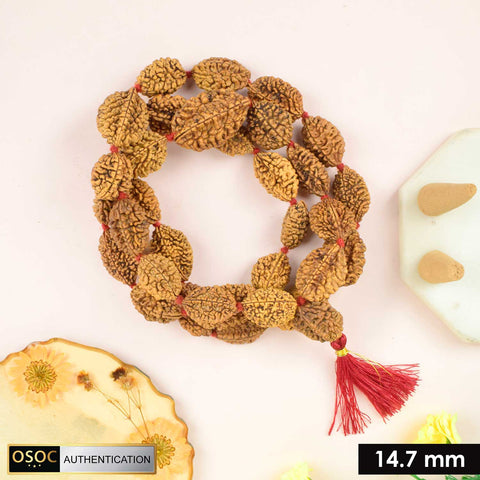 2 Mukhi Kantha Rudraksha mala featuring multiple two-faced Rudraksha beads, used for harmony, relationship balance, and spiritual healing. Indiaβs Premium Jap Mala Store - www.satvikstore.in