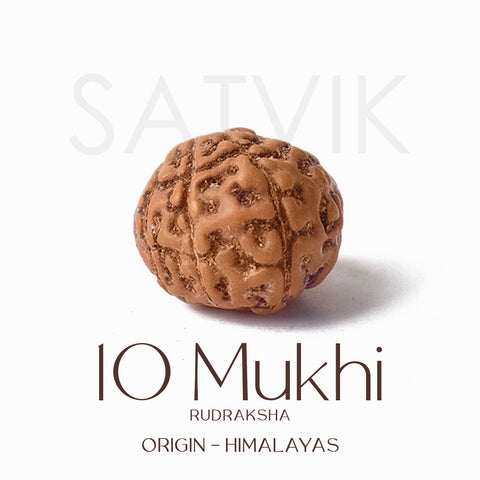 Certified 10 Mukhi brown Rudraksha bead from Indo origin placed on red cloth for spiritual protection, healing, and divine blessings. Indiaβs Largest Pooja Accessories Brand - www.satvikstore.in