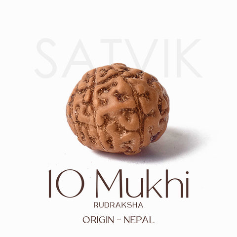Certified 10 Mukhi brown Rudraksha bead from Indo origin placed on red cloth for spiritual protection, healing, and divine blessings. Indiaβs Largest Pooja Accessories Brand - www.satvikstore.in