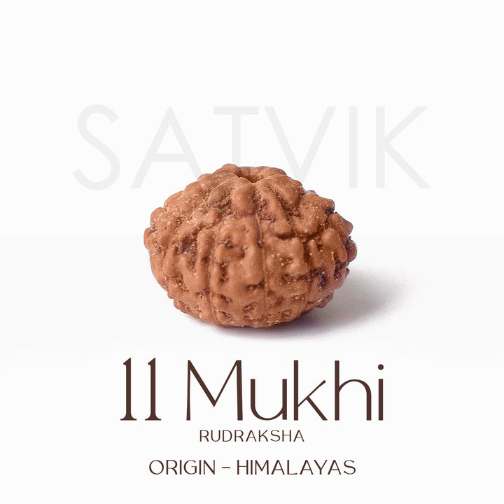 Certified 11 Mukhi brown Rudraksha bead from Indo origin placed on red cloth, symbolizing divine protection, mental clarity, and Lord Hanuman's blessings. India’s Largest Pooja Accessories Brand - www.satvikstore.in