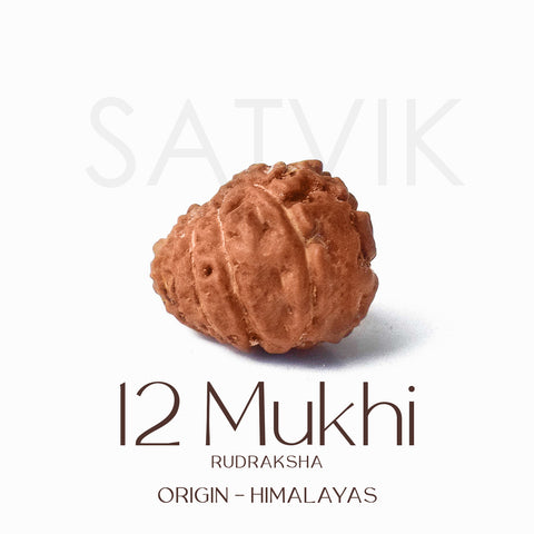 Certified 12 Mukhi Rudraksha bead in brown color from Indo origin placed on red cloth for solar energy, leadership, and spiritual authority. Indiaβs Largest Pooja Accessories Brand - www.satvikworld.com
