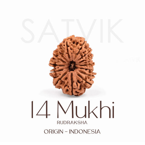 Certified 14 Mukhi Rudraksha Bead from Indonesia β Natural brown sacred bead for strength, intuition, and protection, used in Vedic rituals and spiritual healing. Indiaβs Largest Brass Idols Brand - www.satvikstore.in