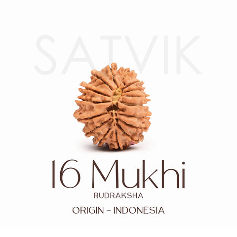 Certified 16 Mukhi Rudraksha Bead β Indonesia origin sacred bead representing Lord Ram, known for protection, truth, victory, and removal of fear and negativity. Indiaβs Largest Brass Idols Brand - www.satvikstore.in