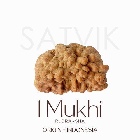 Certified 1 Mukhi Natural Rudraksha Bead (Indonesia)