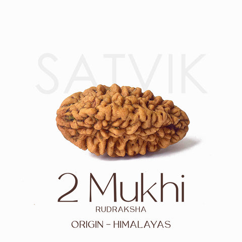 2 Mukhi Rudraksha Beads β Natural Certified Original Rudraksha for Spiritual Balance and Harmony. Indiaβs Largest Pooja Accessories Brand - www.satvikstore.in