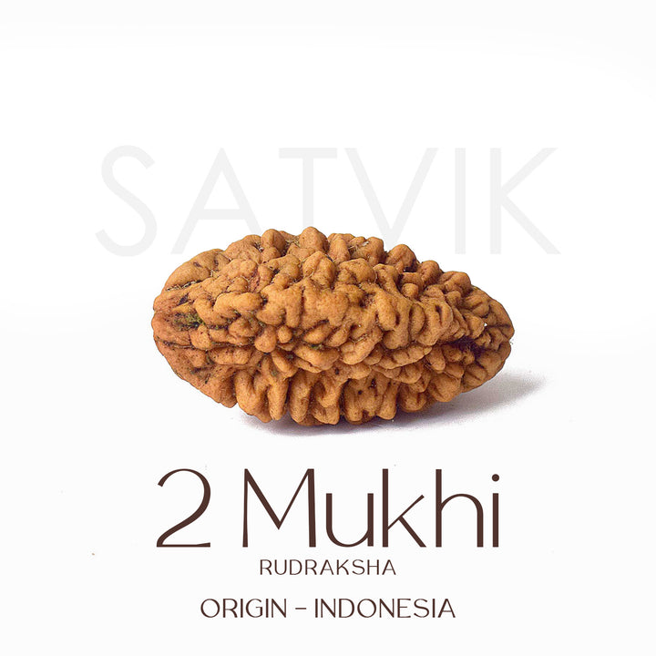 2 Mukhi Rudraksha Beads – Natural Certified Original Rudraksha for Spiritual Balance and Harmony. India’s Largest Pooja Accessories Brand - www.satvikstore.in