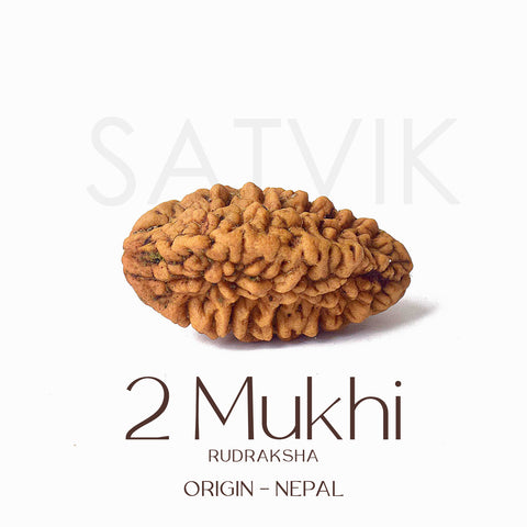 2 Mukhi Rudraksha Beads β Natural Certified Original Rudraksha for Spiritual Balance and Harmony. Indiaβs Largest Pooja Accessories Brand - www.satvikstore.in