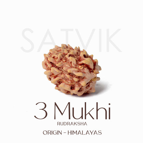 Certified 3 Mukhi Natural Rudraksha Bead (Himalaya)