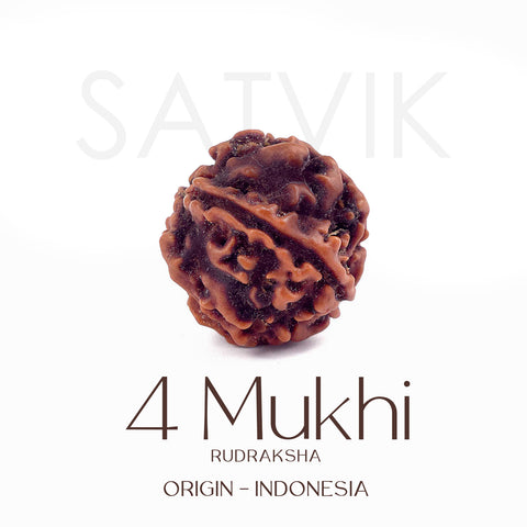 Certified 4 Mukhi natural brown Rudraksha bead placed on red cloth, representing wisdom, speech clarity, and blessings of Lord Brahma. Indiaβs Largest Pooja Accessories Brand - www.satvikstore.in