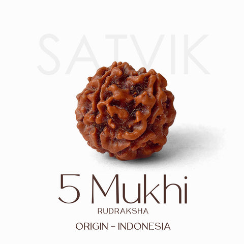 Certified 5 Mukhi Rudraksha Bead for (Indonesia)