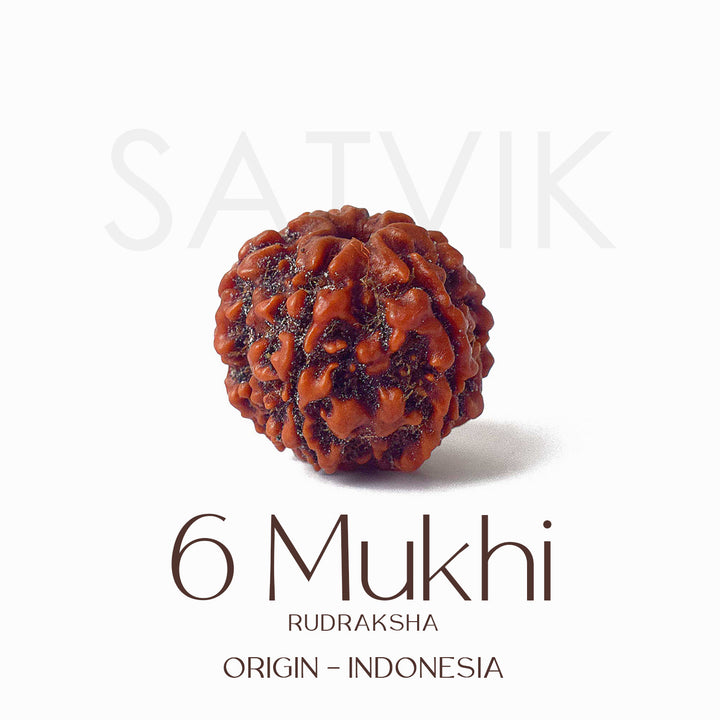 Certified 6 Mukhi brown Rudraksha bead placed on red fabric, symbolizing courage, focus, and inner discipline for spiritual and professional growth. India’s Largest Pooja Accessories Brand - www.satvikstore.in