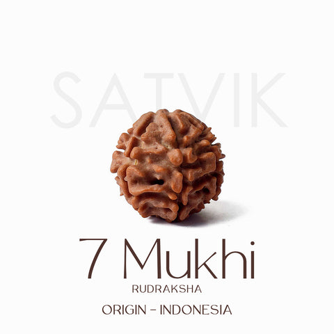 Certified 7 Mukhi natural brown Rudraksha bead placed on red background for attracting wealth, healing Saturn dosha, and spiritual prosperity. Indiaβs Largest Pooja Accessories Brand - www.satvikstore.in