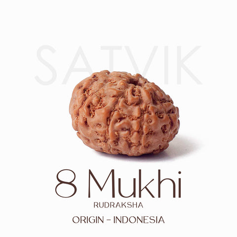 Certified 8 Mukhi Natural Rudraksha Bead (Indonesia)
