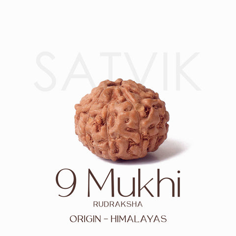 Certified 9 Mukhi brown Rudraksha bead from Indo origin placed on red cloth, representing divine strength, protection, and blessings of Goddess Durga. Indiaβs Largest Pooja Accessories Brand - www.satvikstore.in
