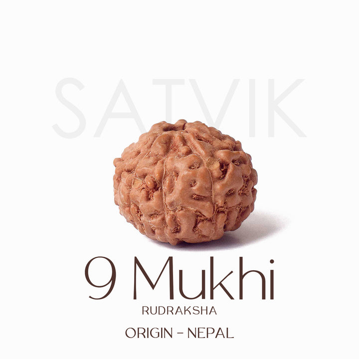 Certified 9 Mukhi brown Rudraksha bead from Indo origin placed on red cloth, representing divine strength, protection, and blessings of Goddess Durga. India’s Largest Pooja Accessories Brand - www.satvikstore.in