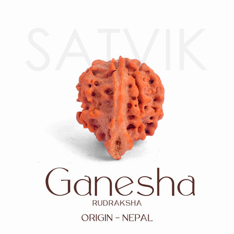 Certified natural Ganesh Mukhi Rudraksha bead from Nepal, showcasing multiple trunk-like protrusions symbolizing Lord Ganesha. Indiaβs Largest Pooja Accessories Brand β www.satvikstore.in