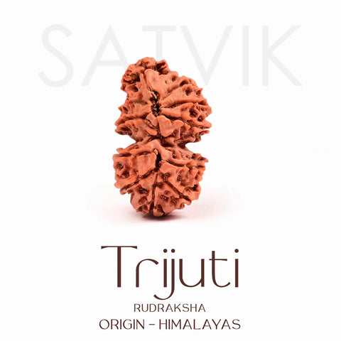Certified Trijuti Rudraksha Bead β Rare Himalayan bead formed by three naturally joined rudrakshas, symbolizing Trinity (Brahma, Vishnu, Mahesh), representing unity, supreme consciousness, and spiritual power. Indiaβs Largest Brass Idols Brand - www.satvikstore.in
