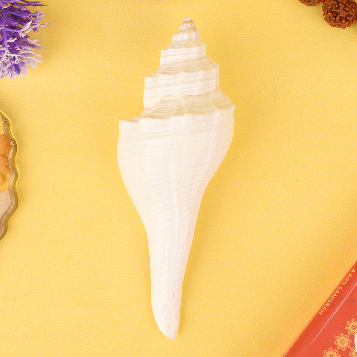 Small size Dakshinavarti Shankh in natural white color, an original and sacred conch shell known for attracting wealth, prosperity, and positive energy during pooja rituals. India’s Largest Pooja Accessories Brand – www.satvikstore.in