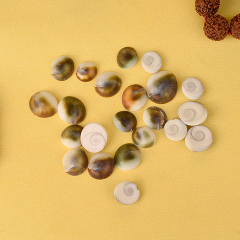 Gomti Chakra 51 Pcs, sacred and auspicious spiritual items, perfect for enhancing rituals and worship, bringing divine blessings and prosperity β Indiaβs Largest Pooja Accessories Brand β www.satvikstore.in