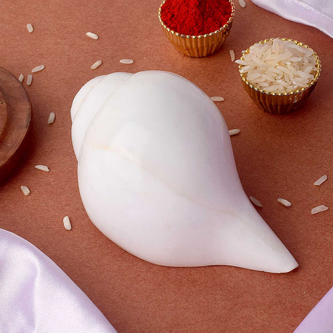 Natural 100% Original Vamavarti Shankha 10β11 cm