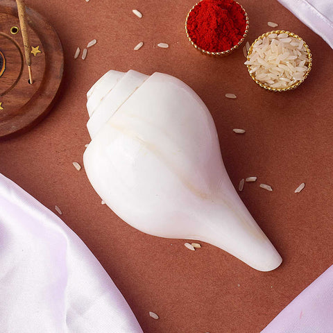 Natural 100% Original Vamavarti Shankha 6.5 Inch Blowing Conch for Pooja. India’s Largest Pooja Accessories Brand - www.satvikstore.in