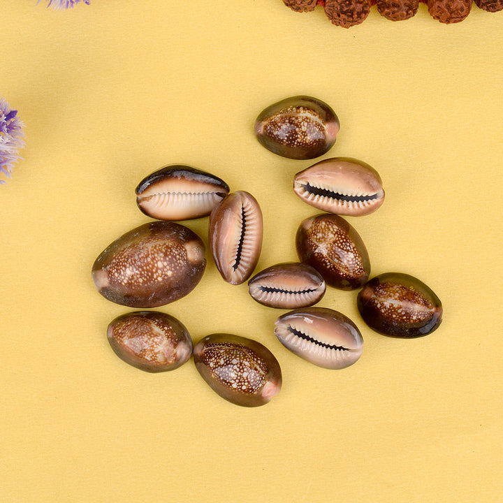 Natural Brown Kodi for Pooja (11 Pc) β These sacred cowrie shells are used in rituals, worship, and decoration, symbolizing wealth, blessings, and spiritual energy β Indiaβs Largest Pooja Accessories Brand β www.satvikstore.in
