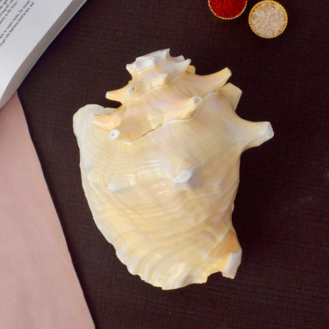 Dakshinavarti Annapurna Shankh (Conch Shell) β For Abundance, Vastu & Blessings