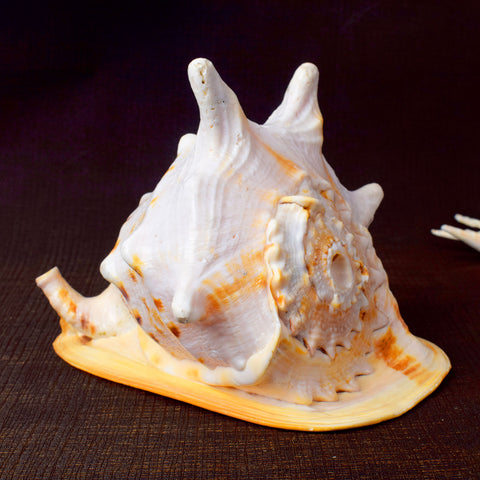 Gomukhi Shankha (Queen Helmet) β Divine Aura for Serenity, Strength & Spiritual Grace