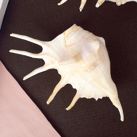 Panchmukhi Shankh (Lambis) β Divine Power, Protection & Energy Balance