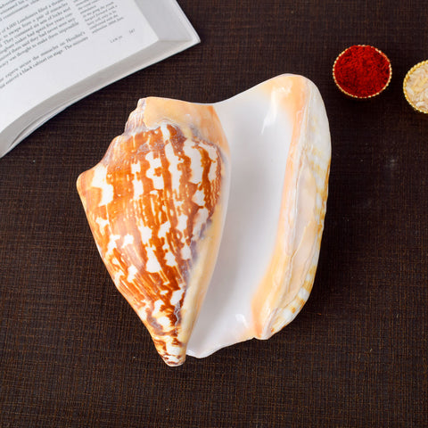 Tiger Shell Shankh (Tricornis) β Symbol of Strength, Protection & Spiritual Purity