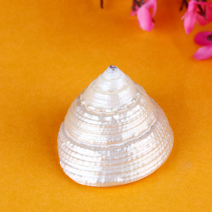 Natural Pearl Shree Laxmi Shankh, a sacred and beautifully polished conch shell symbolizing prosperity, purity, and divine blessings for pooja and spiritual rituals. 
India’s Largest Pooja Accessories Brand – www.satvikstore.in