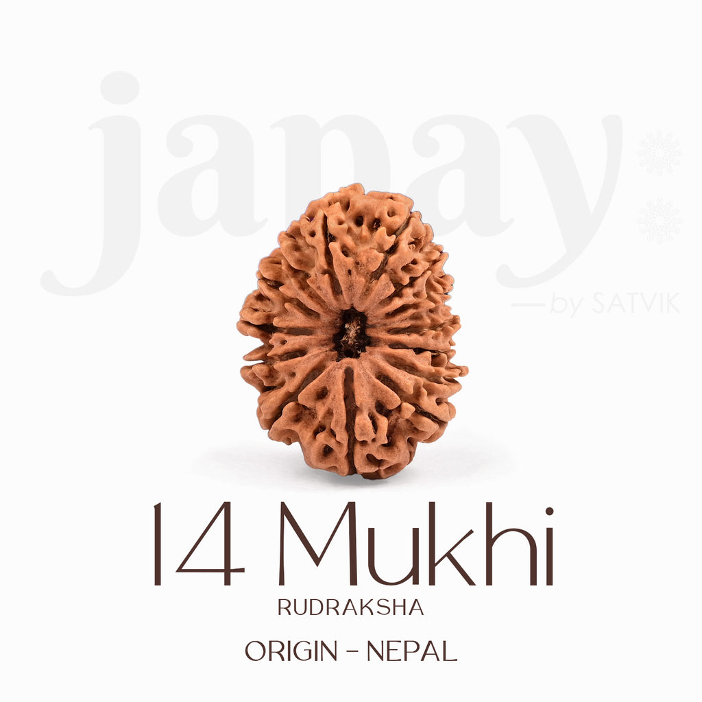 Certified 14 Mukhi Rudraksha Bead from Nepal – Authentic natural brown bead symbolizing Lord Hanuman, used for intuition, strength, and divine protection. India’s Largest Brass Idols Brand - www.satvikstore.in
