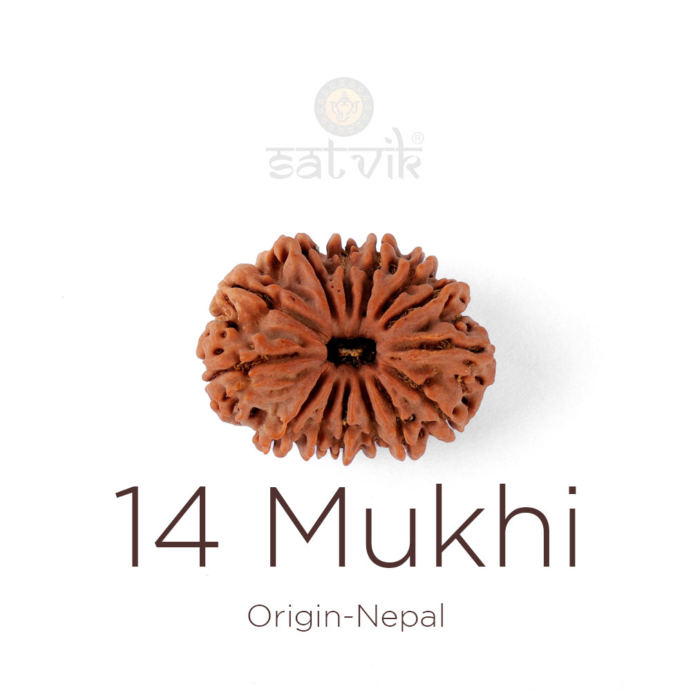 14 Mukhi Rudraksha bead natural Nepali fourteen face Rudraksha. India’s Premium Rudraksha Beads Brand - www.satvikstore.in