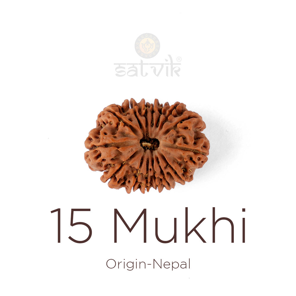 15 Mukhi Rudraksha bead natural Nepali fifteen face Rudraksha. India’s Premium Rudraksha Beads Brand - www.satvikstore.in