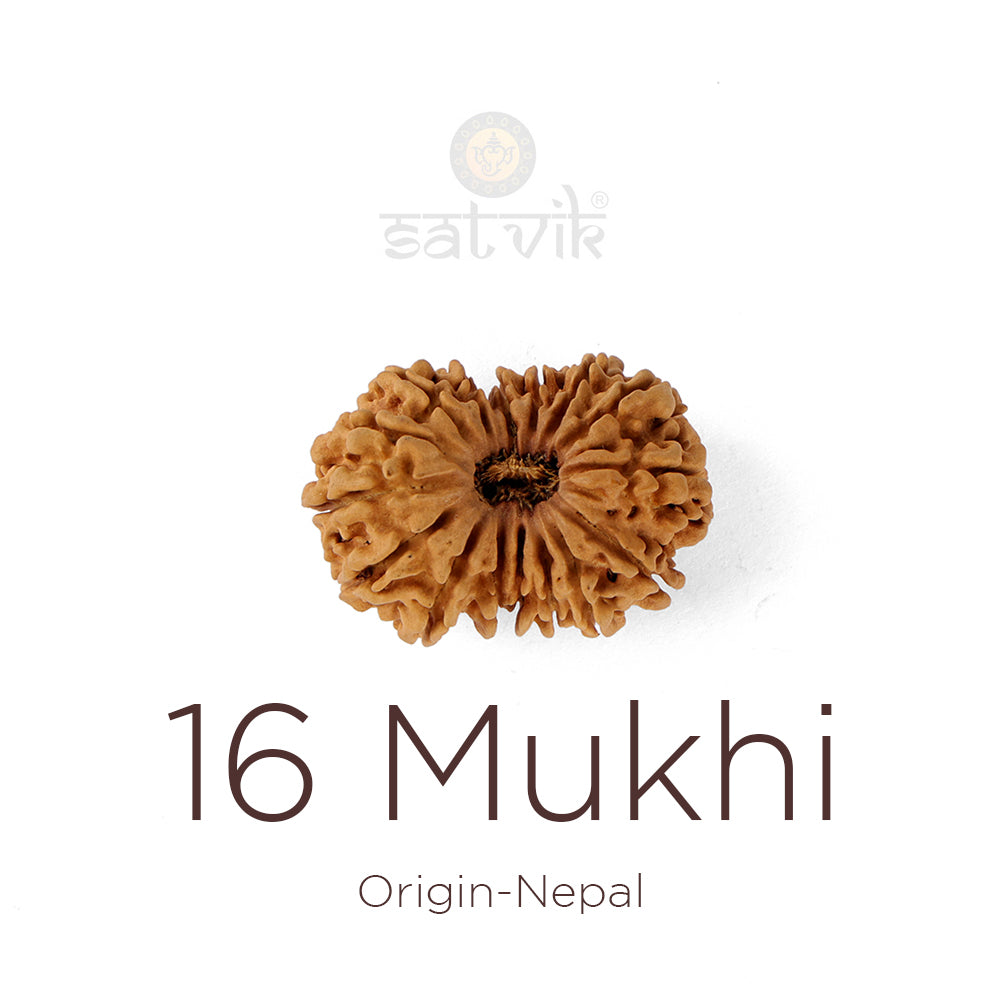 16 Mukhi Rudraksha bead natural Nepali sixteen face Rudraksha. India’s Premium Rudraksha Beads Brand - www.satvikstore.in