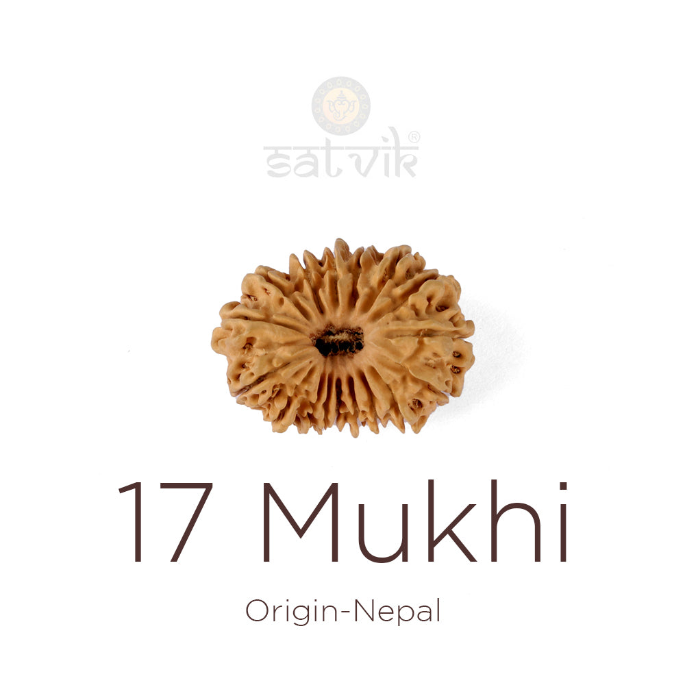 17 Mukhi Rudraksha bead natural Nepali seventeen face Rudraksha. India’s Premium Rudraksha Beads Brand - www.satvikstore.in