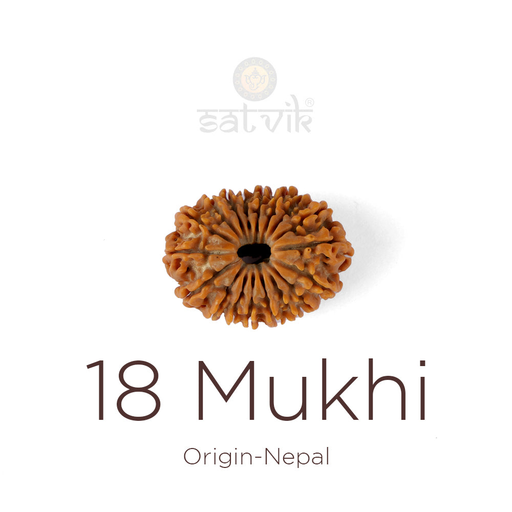 18 Mukhi Rudraksha bead natural Nepali eighteen face Rudraksha. India’s Premium Rudraksha Beads Brand - www.satvikstore.in