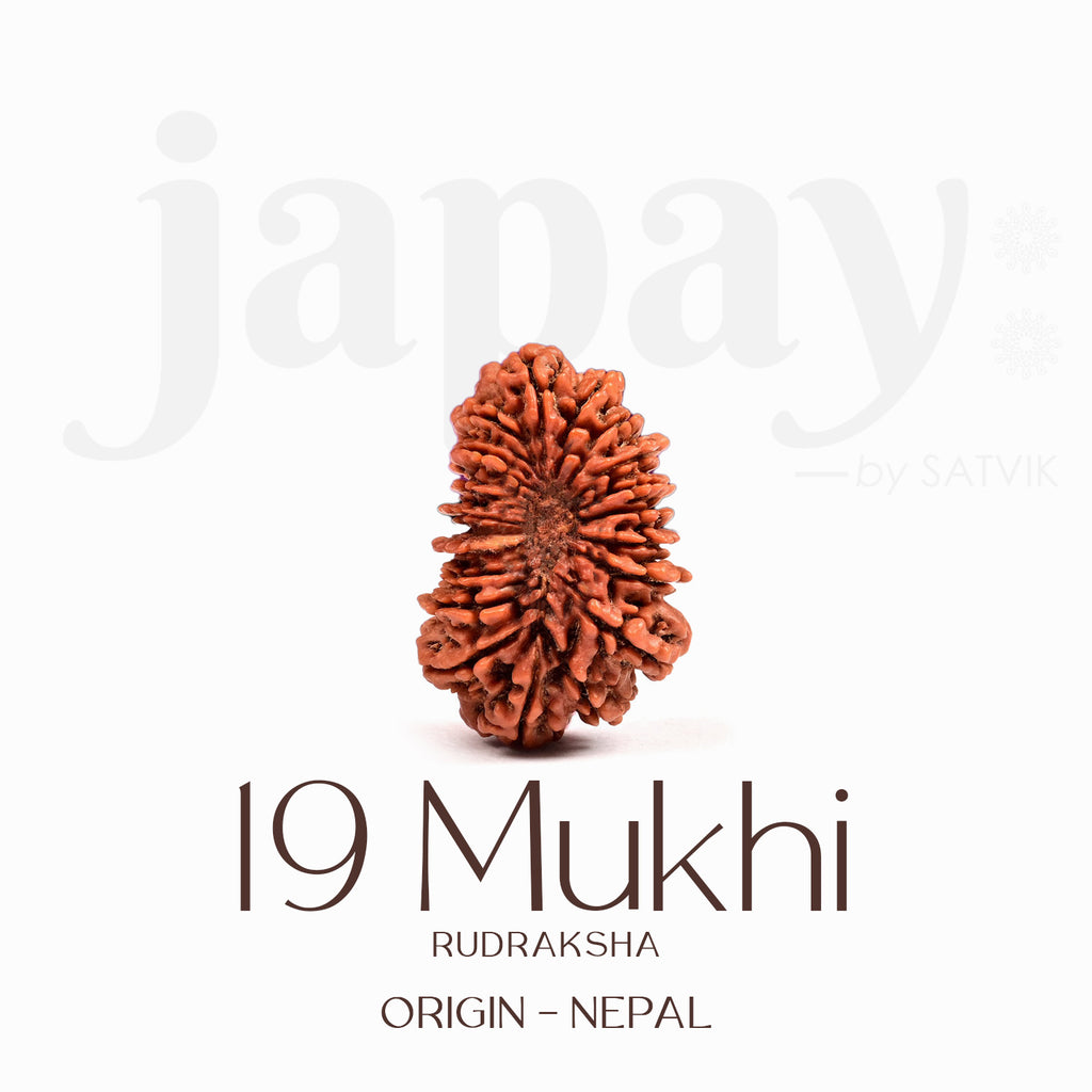 Certified 19 Mukhi Rudraksha Bead – Nepali origin sacred bead representing Lord Vishnu, ideal for attracting prosperity, protection, and spiritual growth. India’s Largest Brass Idols Brand - www.satvikstore.in
