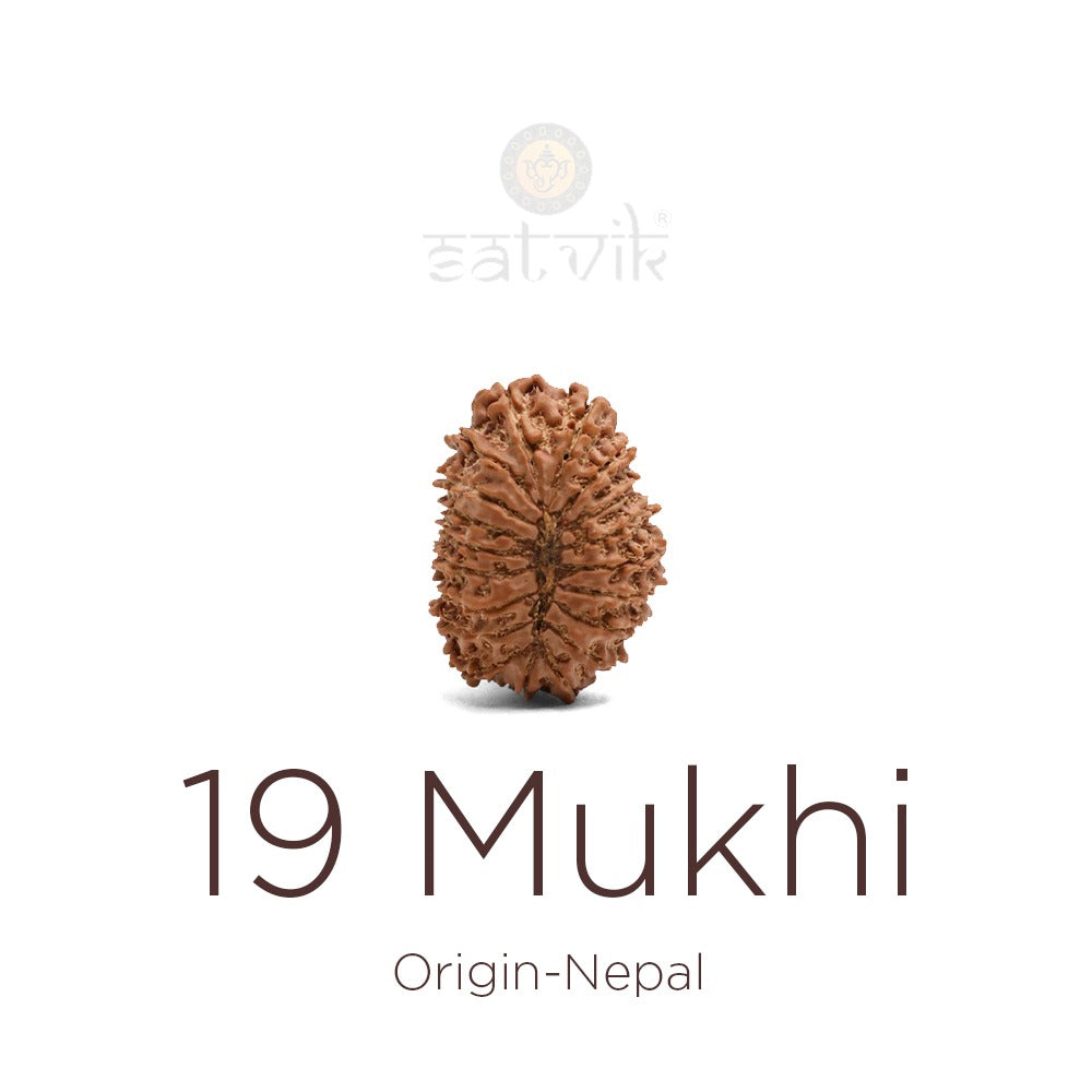 19 Mukhi Rudraksha bead natural Nepali nineteen face Rudraksha. India’s Premium Rudraksha Beads Brand - www.satvikstore.in