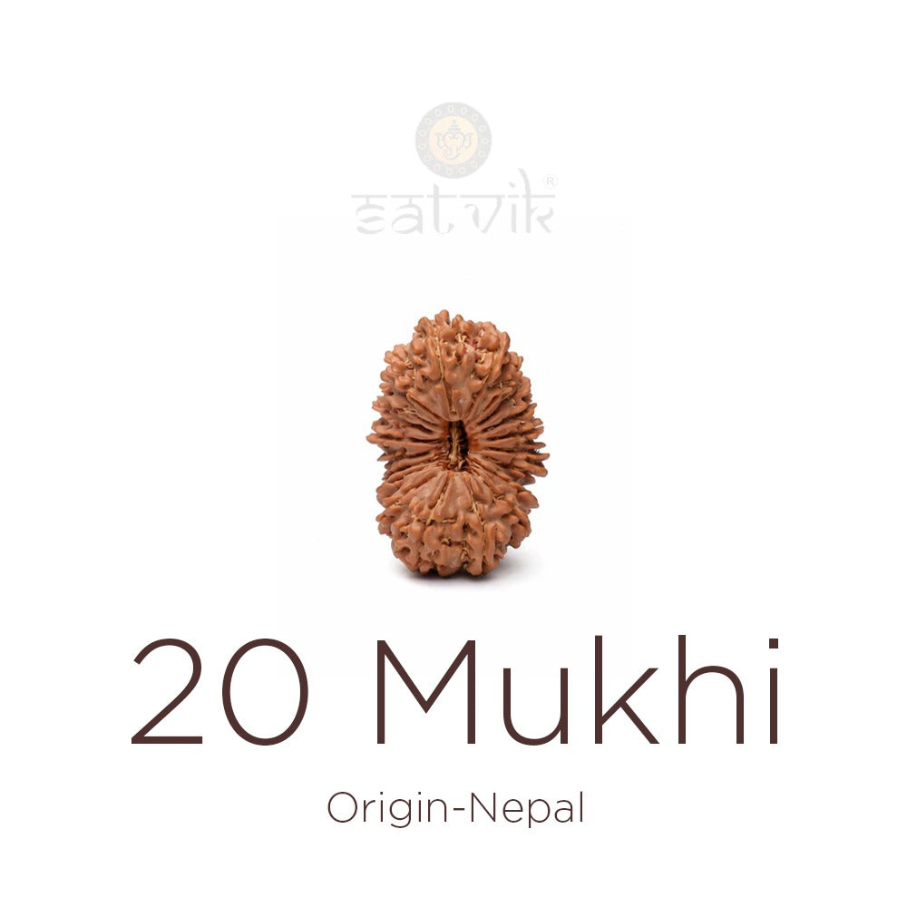 20 Mukhi Rudraksha bead natural Nepali twenty face Rudraksha. India’s Premium Rudraksha Beads Brand - www.satvikstore.in