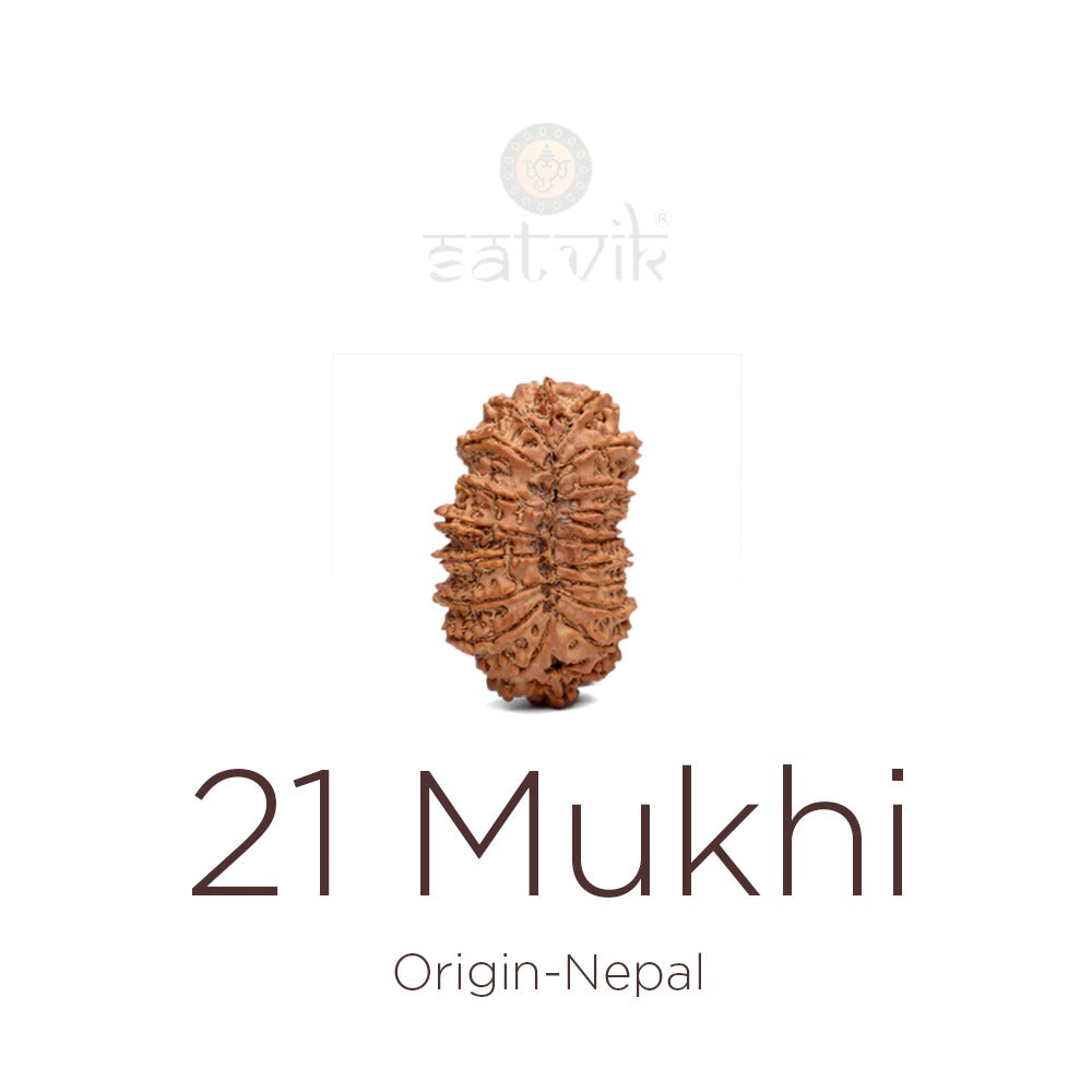 21 Mukhi Rudraksha bead natural Nepali twenty one face Rudraksha. India’s Premium Rudraksha Beads Brand - www.satvikstore.in