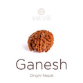 5 Mukhi Ganesh Rudraksha bead natural Nepali collector grade five face Ganesha Rudraksha. India’s Premium Rudraksha Beads Brand - www.satvikstore.in