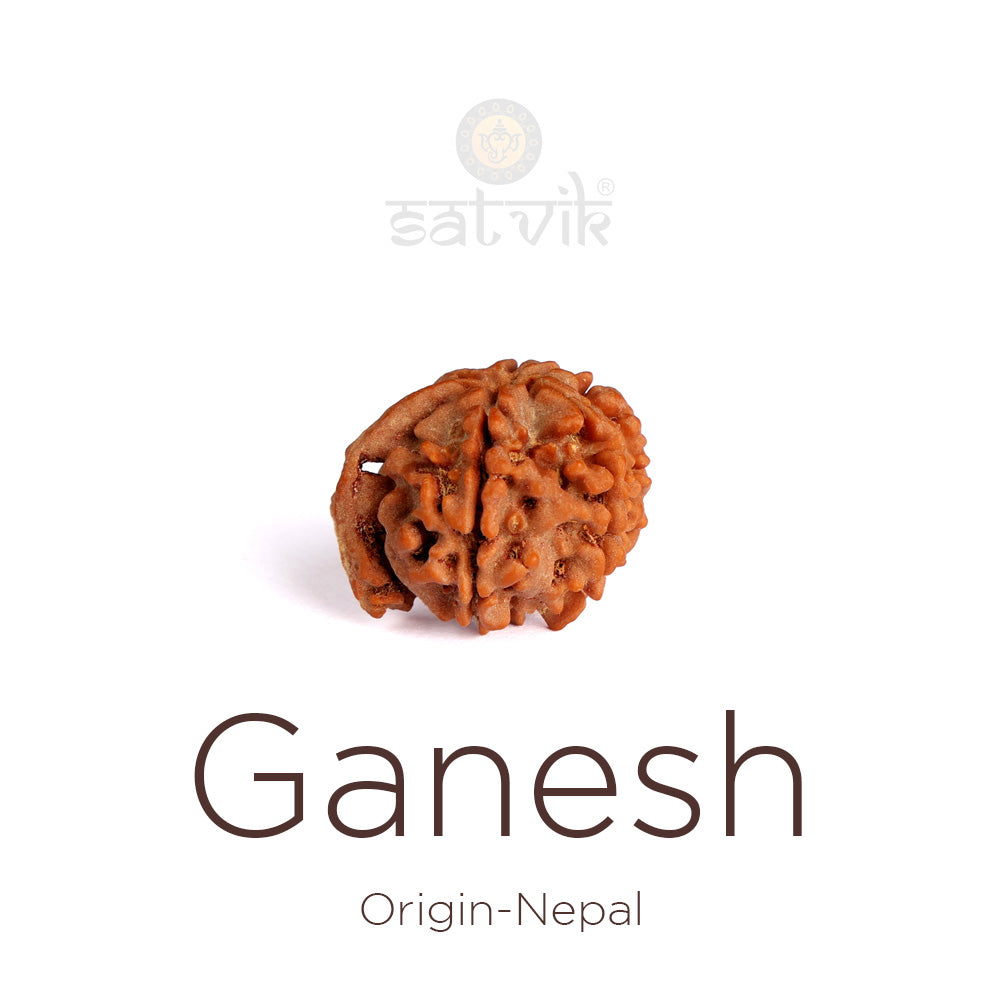 5 Mukhi Ganesh Rudraksha bead natural Nepali super collector five face Rudraksha. India’s Premium Rudraksha Beads Brand - www.satvikstore.in