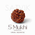 5 Mukhi Rudraksha bead (indonesia) India’s Largest Pooja Accessories Brand - www.satvikstore.in