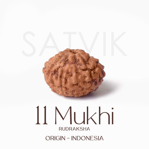 Certified 11 Mukhi brown Rudraksha bead from Indo origin placed on red cloth, symbolizing divine protection, mental clarity, and Lord Hanuman's blessings. India’s Largest Pooja Accessories Brand - www.satvikstore.in