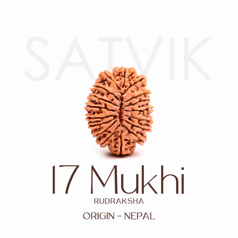 Certified 17 Mukhi Rudraksha Bead – Nepali origin sacred bead symbolizing Goddess Katyayani, known for bestowing spiritual awakening, immense wealth, success, and protection. India’s Largest Brass Idols Brand - www.satvikstore.in