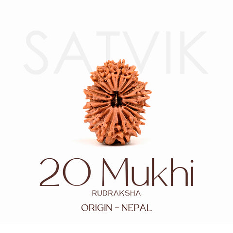 Certified 20 Mukhi Rudraksha Bead – Nepali origin sacred bead representing Lord Brahma, promotes wisdom, creativity, and higher spiritual growth. India’s Largest Brass Idols Brand - www.satvikstore.in