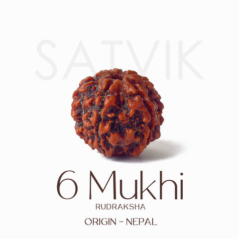 Certified 6 Mukhi Natural Rudraksha Bead (Nepali)
