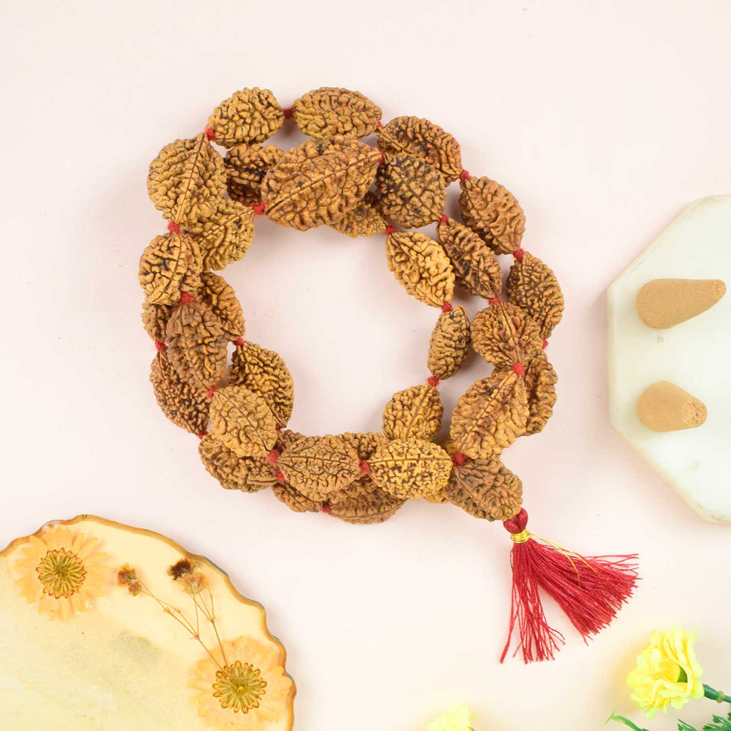 Certified 2 Mukhi Kantha Rudraksha Mala with brown beads for harmony, relationship healing, and emotional balance. India’s Premium Rudraksha Jap Mala Store- www.satvikstore.in
